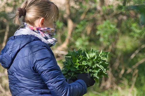 Czy pokrzywa naprawdę działa? Sprawdź, kiedy pomaga, a kiedy może zaszkodzić