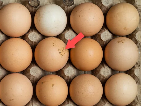 Dlaczego na jajkach ze sklepu są resztki kurzych odchodów?