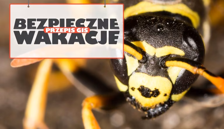 Pszczoły, osy, szerszenie – pierwsza pomoc przy użądleniach