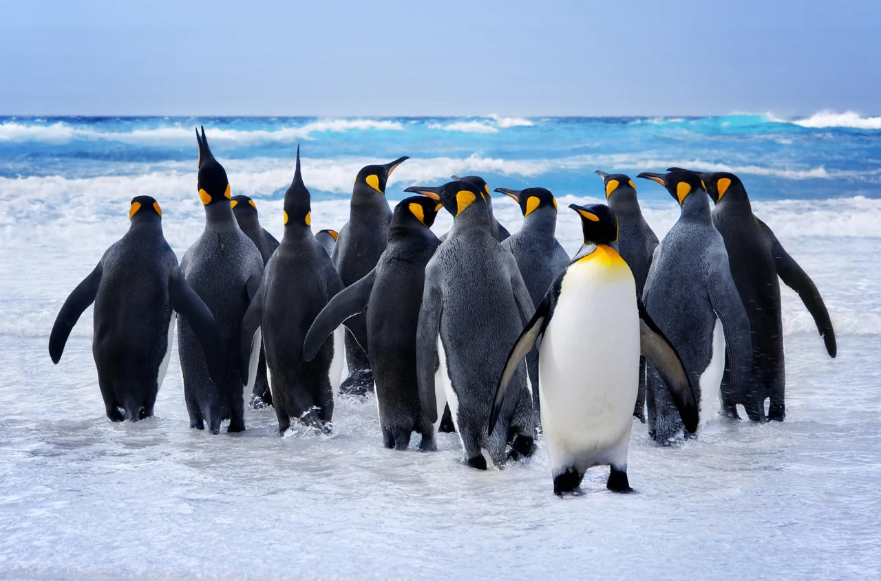 Celebrowanie Dnia Wiedzy o Pingwinach: Wszystko, co Musisz Wiedzieć