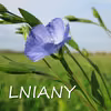 Olej lniany w pielęgnacji