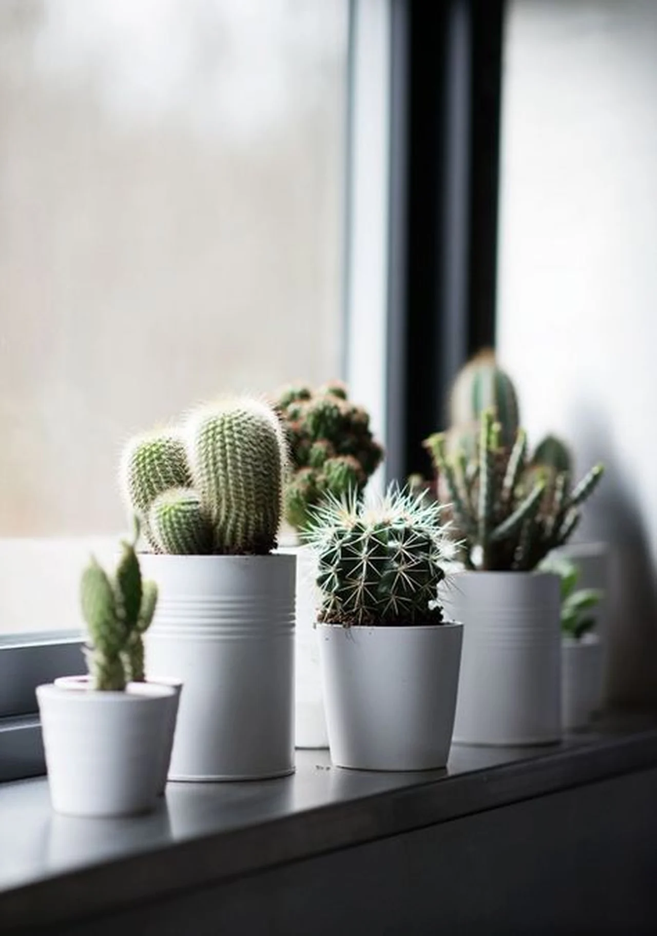 Dekoracja z kaktusów