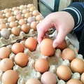 Brązowe jajka znikają ze sklepowych półek! Podano powody tej zaskakującej decyzji!