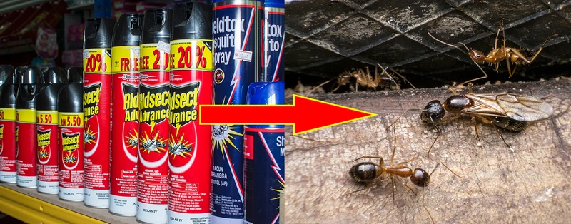 INWAZJA LATAJĄCYCH MRÓWEK – jak z nimi walczyć?