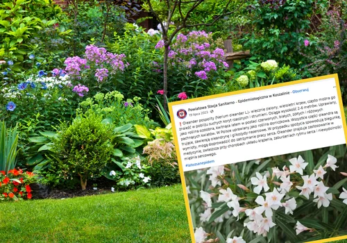 Uprawiamy ją w doniczkach, a jest silnie toksyczna! Sanepid wydał ważny komunikat z ostrzeżeniem
