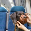 W tym mieście psy będą jeździć pociągami za darmo! Opublikowano ważny komunikat