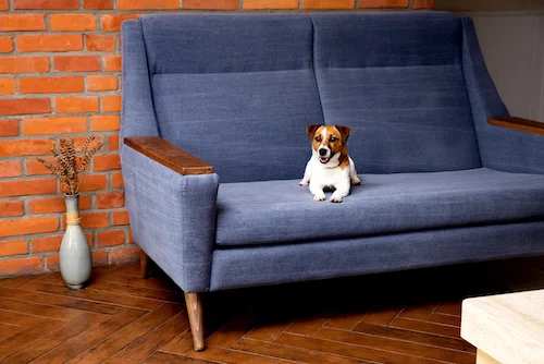 Jak pozbyć się sierści z kanapy?