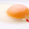 Biały sznurek w jajku – co to jest? Prawda może Cię zaskoczyć!