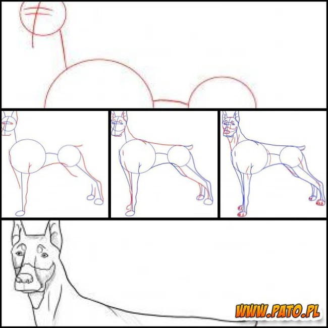 Jak narysować psa?