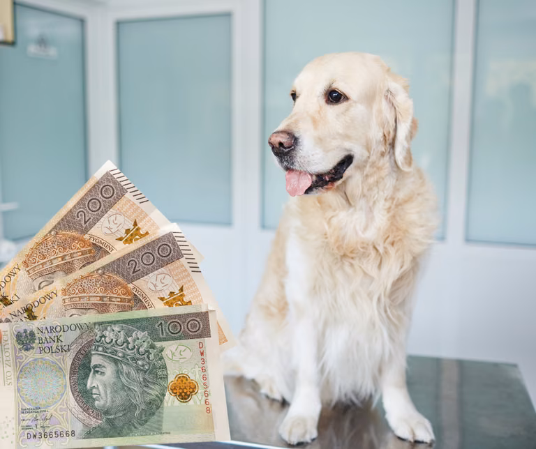Dofinansowanie dla posiadaczy zwierząt! Złóż wniosek, a otrzymasz do 500 zł!