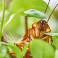 Karaluch z imieniem twojego eks? Nowa akcja w Walentynki!