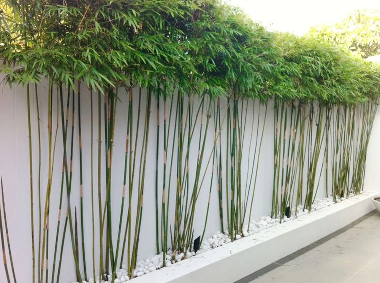 Bambusowa ściana w ogrodzie