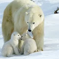 Dzień Niedźwiedzia Polarnego: Ochrona Króla Arktyki