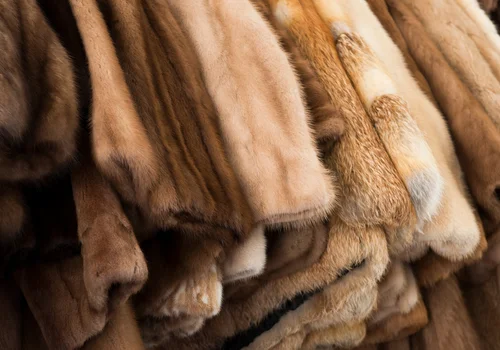 Dzień Bez Futra: Dlaczego warto zrezygnować z futer naturalnych?