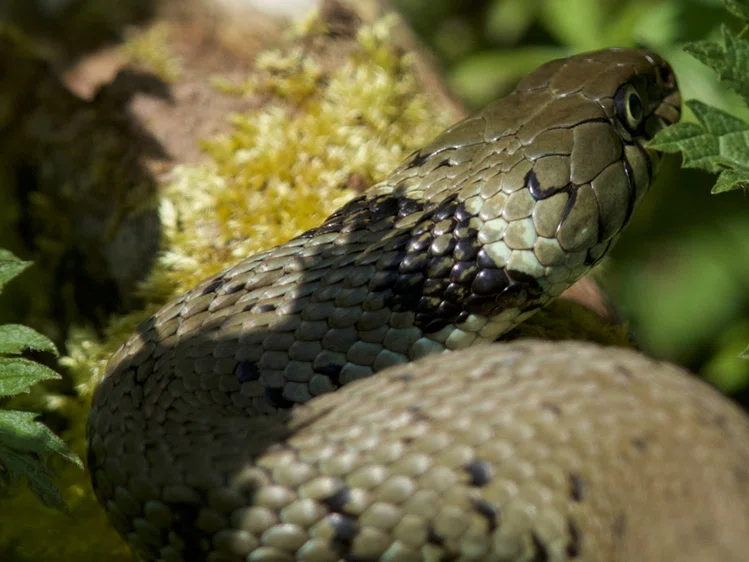 Zdjęcie Ciekawy okaz w polskich lasach! Rzadki gatunek węża #4