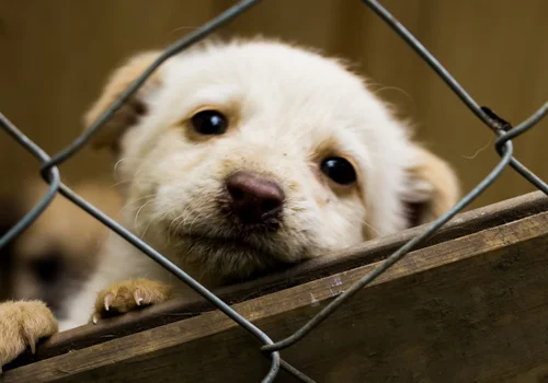 Nawet 1500 zł za adopcję psa! Pomóż i otrzymaj dofinansowanie.