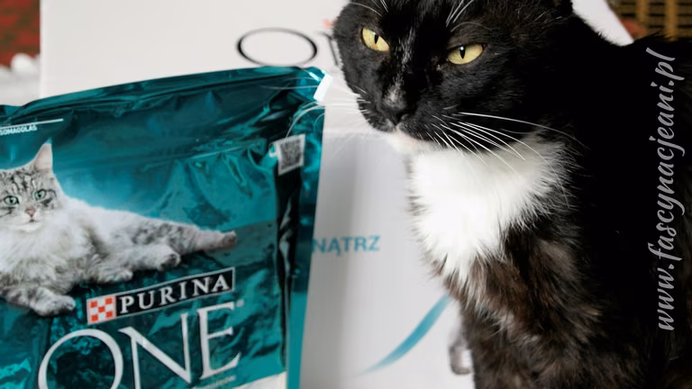 Purina One - czy to karma dla Twojego kota?