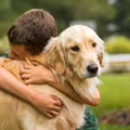 Celebrowanie Międzynarodowego Dnia Golden Retrievera: Zrozumienie i Docenianie Naszych Pupili
