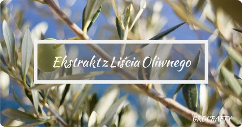 Ekstrakt  z liścia oliwnego - na co pomaga?