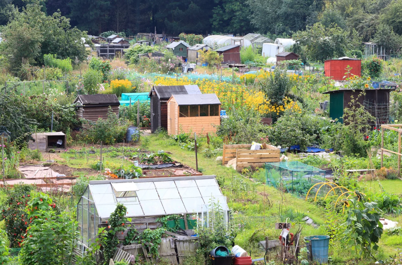 50 tys. złotych dotacji do ogródków działkowych! Pieniądze na remont i budowę - ale jest warunek