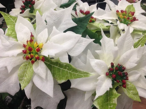 Kwiaty na Boże Narodzenie: gwiazda betlejemska, hiacynt, amarylis