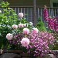 Peonie w ogrodzie