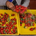 Jak odróżnić polskie truskawki od importowanych? Uwaga na oszustów!