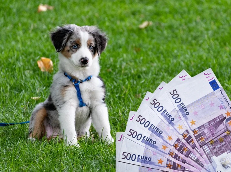 Alimenty na psa?! Przełomowa decyzja sądu w sprawie rozwodowej!