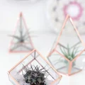 Kwiaty w terrarium