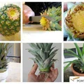 Ananas w doniczce