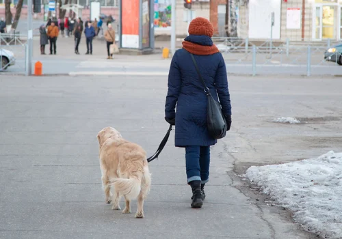 1500 zł na start dla nowego opiekuna psa - Ten rejon Polski chce wprowadzić program "Becikowe 4 łapy"