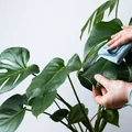 Twoja monstera nie ma dziur? Co zrobić, aby je miała?