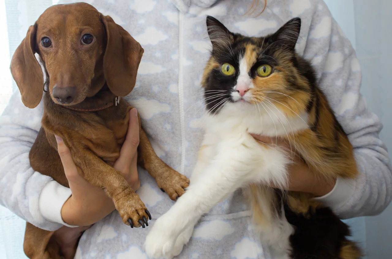 Nowy obowiązek dla właścicieli psów i kotów! Niedługo rusza nowy rejestr