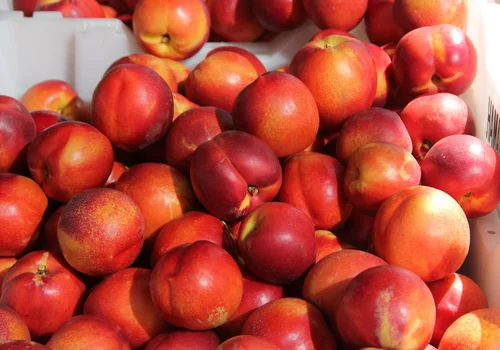 Szew brzoskwini powie ci, czy jest smaczna! Mało kto wie, że to kluczowy wskaźnik jej dojrzałości i słodyczy