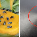 Jak pozbyć się plagi muszek z domu? Poznaj kilka naturalnych metod