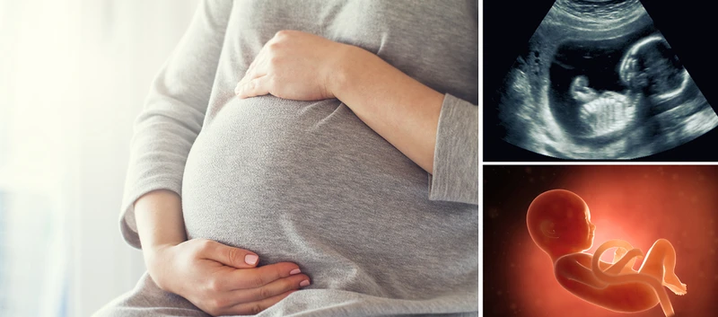 Wielkość dziecka w kolejnych tygodniach ciąży – sprawdź jak duże jest Twoje dziecko
