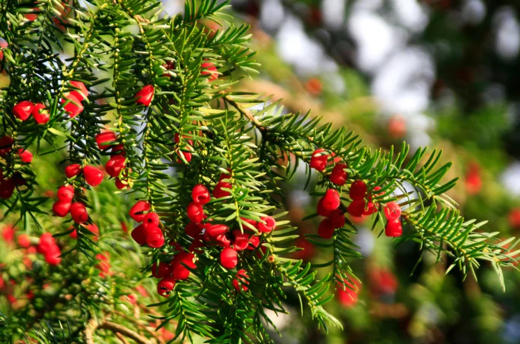 Zdjęcie Uprawiamy ją w doniczkach, a jest silnie toksyczna! Sanepis wydał ważny komunikat z ostrzeżeniem #3