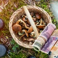 Ile  potrafi zarobić grzybiarz w sezonie? Kwota robi wrażenie.