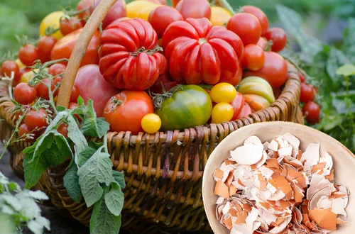 Dodaj skorupki jajek do kompostu – ten trik poprawi plon pomidorów o 40%