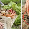 Jak mieć większe zbiory bez powiększania grządek? 3 triki