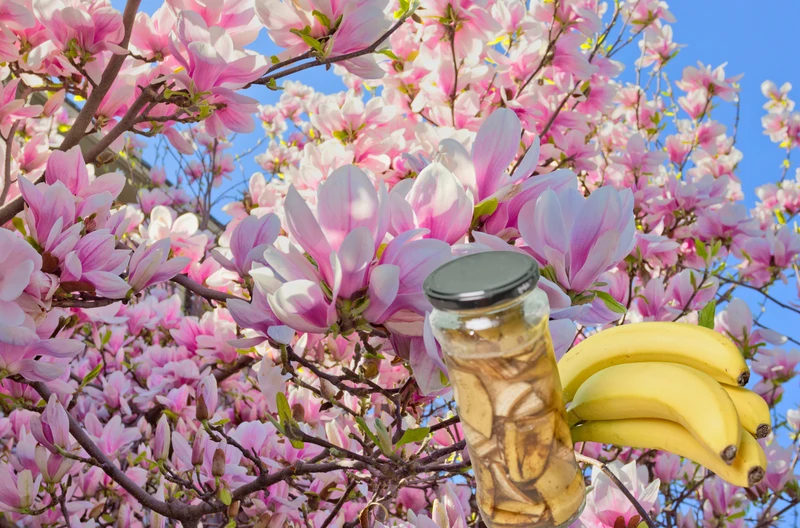 Wlej to pod swoją magnolię, a zakwitnie jak szalona! Ten jeden składnik z Twojej kuchni to naturalny eliksir
