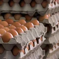 W sklepach może zabraknąć jajek? Branża alarmuje