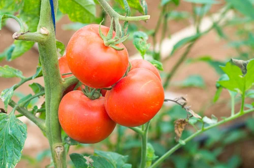 Ogromne plony pomidorów! Jeden prosty trik, a tak wiele korzyści! Spróbuj!