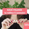Chcesz rzucić palenie? Ta roślina Ci w tym pomoże!