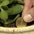 Zasady Feng Shui mówią, że ta roślina przyciąga szczęście i pieniądze