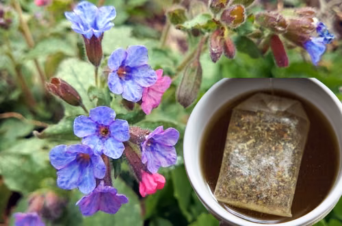 Ta popularna roślina to naturalny lek na objawy menopauzy i wzmocnienie serca! Zrób z niej napar i poczuj się lepiej