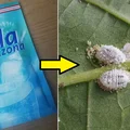 Mszyce - sprawdź jak się ich pozbyć raz na zawsze! Domowe sposoby