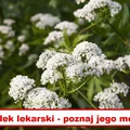 Jakie właściwości ma KOZŁEK LEKARSKI?