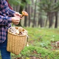 Zaskakujący początek sezonu grzybowego w Polsce! Dlaczego wszyscy grzybiarze są załamani?