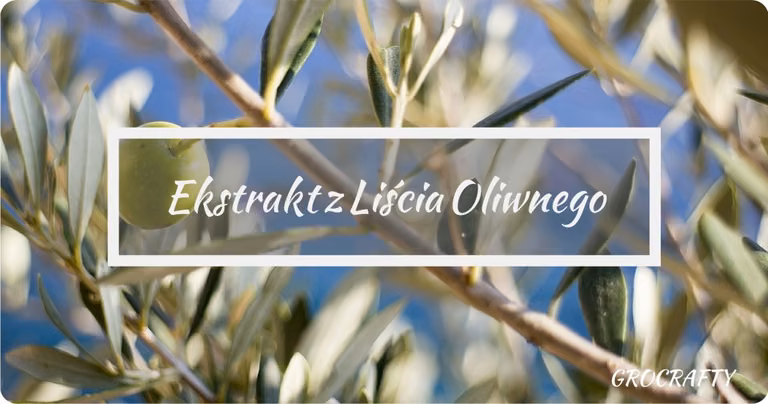 Ekstrakt  z liścia oliwnego - na co pomaga?